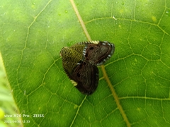 Ricanula pulverosa
