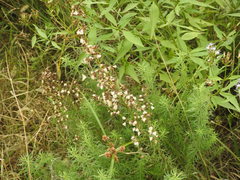 Baccharis coridifolia