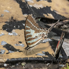 Graphium aristeus