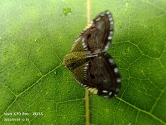 Ricanula pulverosa