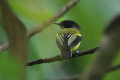 Poecilotriccus calopterus