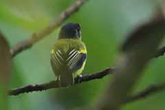 Poecilotriccus calopterus