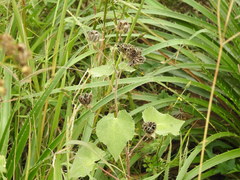 Callianthe pauciflora