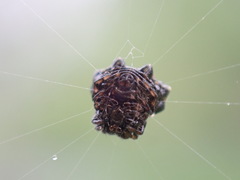 Thelacantha brevispina