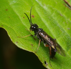 Allantus cinctus
