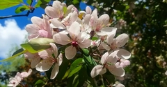 Prunus avium