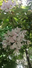Prunus avium