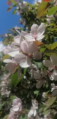 Prunus avium