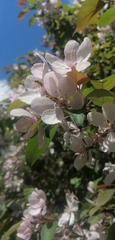 Prunus avium