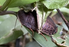 Opisthoplatia