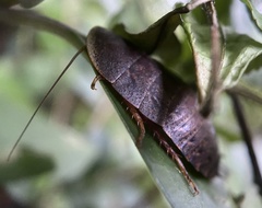 Opisthoplatia