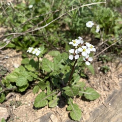 Diplotaxis erucoides