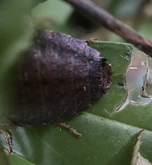 Opisthoplatia