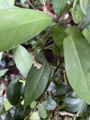 Opisthoplatia