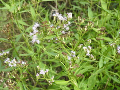 Chromolaena christieana