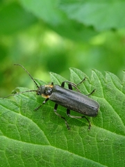 Cantharis obscura