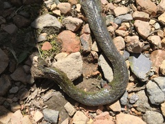 Erythrolamprus epinephalus