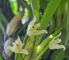 Maxillaria alba
