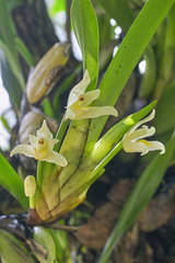 Maxillaria alba