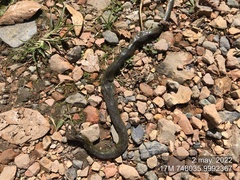 Erythrolamprus epinephalus