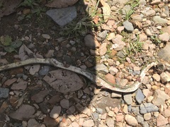 Erythrolamprus epinephalus
