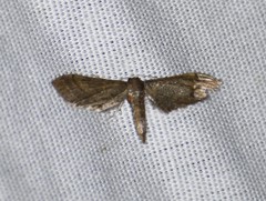 Protoproutia laredoata