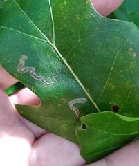 Stigmella quercipulchella