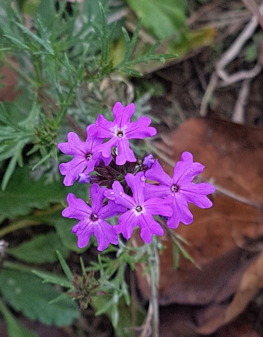 Glandularia aristigera