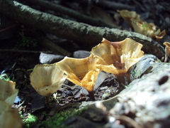 Cotylidia aurantiaca