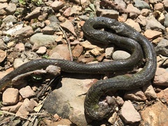 Erythrolamprus epinephalus