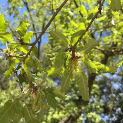 Quercus × cerrioides