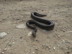 Boa constrictor occidentalis