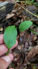 Trillium recurvatum