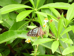 Parantica