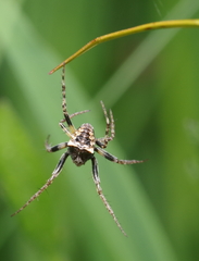 Gibbaranea bituberculata