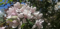 Prunus avium