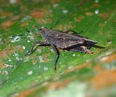 Phaesticus mellerborgi