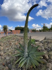 Agave