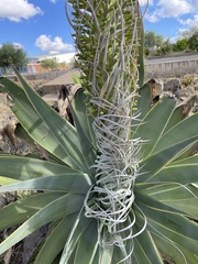 Agave