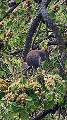 Sciurus carolinensis