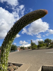 Agave