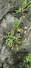 Lygodium japonicum