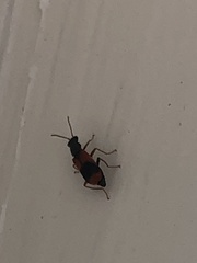 Anthocomus