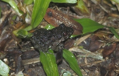 Fejervarya limnocharis