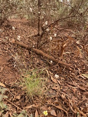 Enneapogon lindleyanus