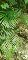 Dypsis lutescens
