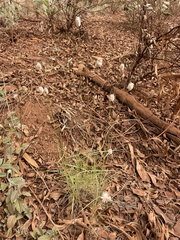 Enneapogon lindleyanus