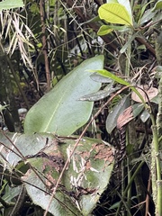 Elaphoglossum crinitum