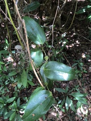 Smilax ocreata