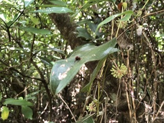 Smilax ocreata